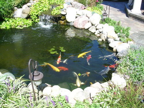 Fish pond care - Photography & Feature Sheets for Real Estate in Toronto
